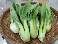 Cải Thìa